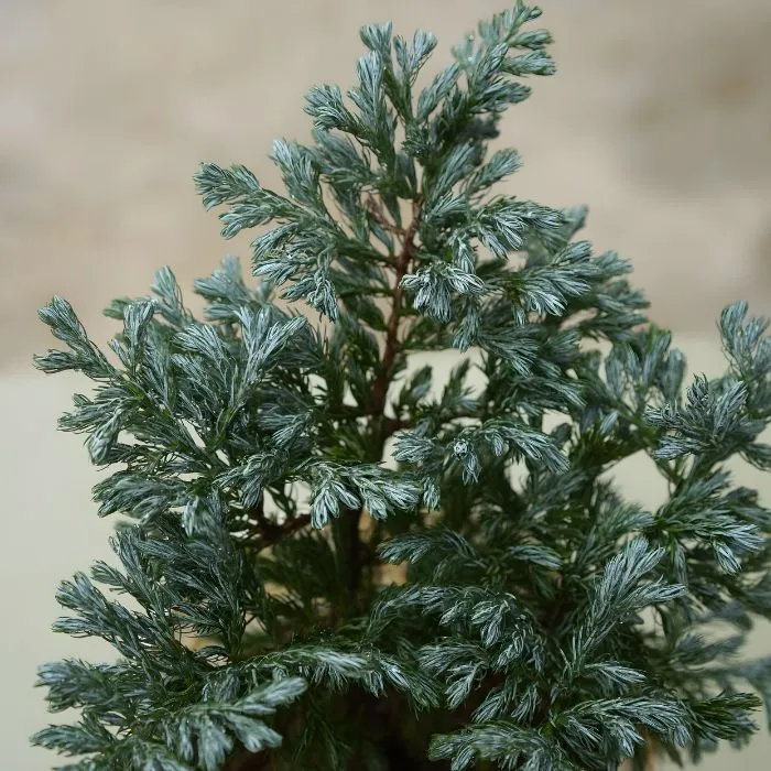 Tùng tuyết cấy mô