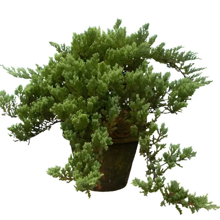 Tùng tuyết cấy mô