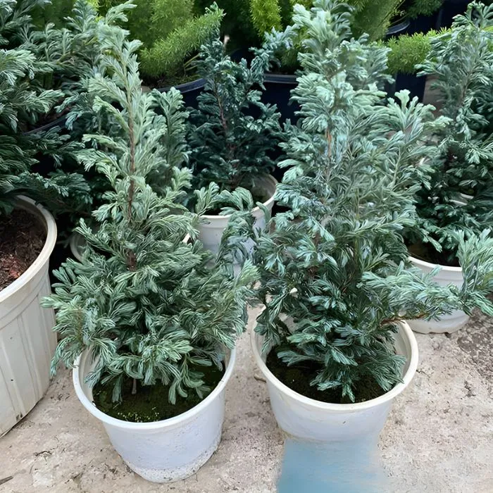 Tùng tuyết cấy mô