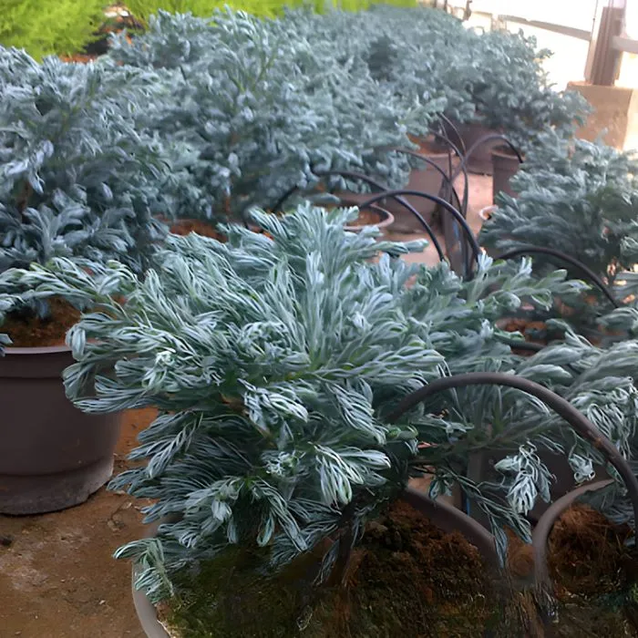 Tùng tuyết cất mô