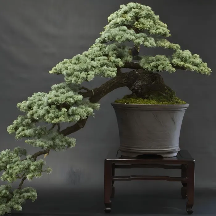 Tùng Tuyết Cấy Mô