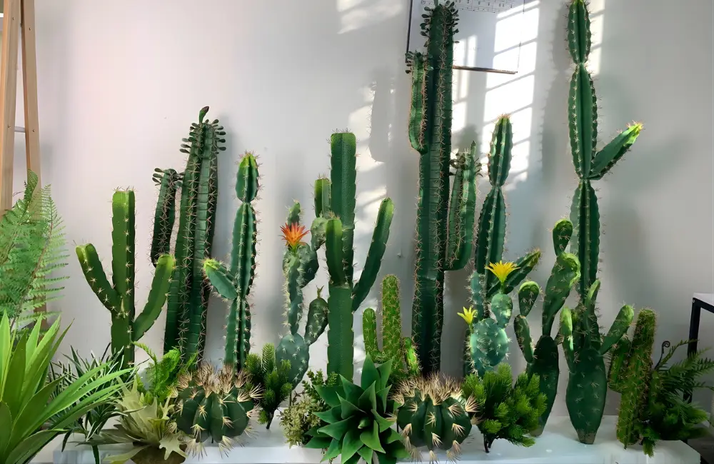 Ứng dụng xương rồng phong thủy trong bố trí không gian sống