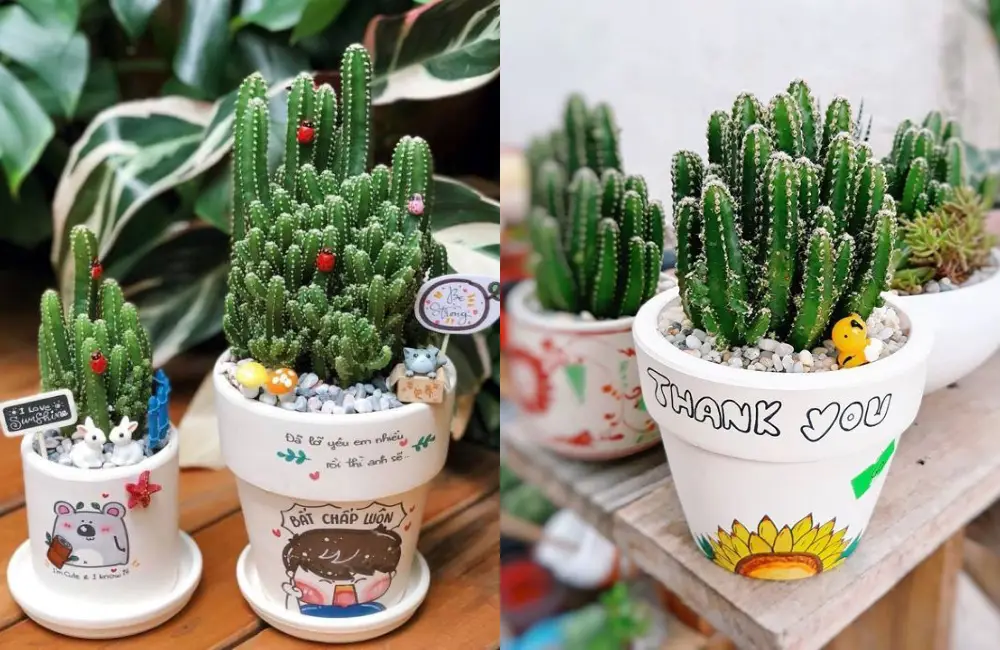 Ứng dụng xương rồng trong sức khỏe và môi trường