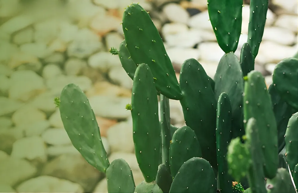 Vì sao ứng dụng của cây xương rồng cấy mô càng phổ biến?