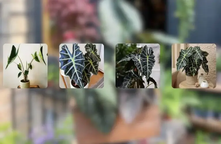 Tìm hiểu các bệnh thường gặp trên cây Alocasia cấy mô cùng ViGen