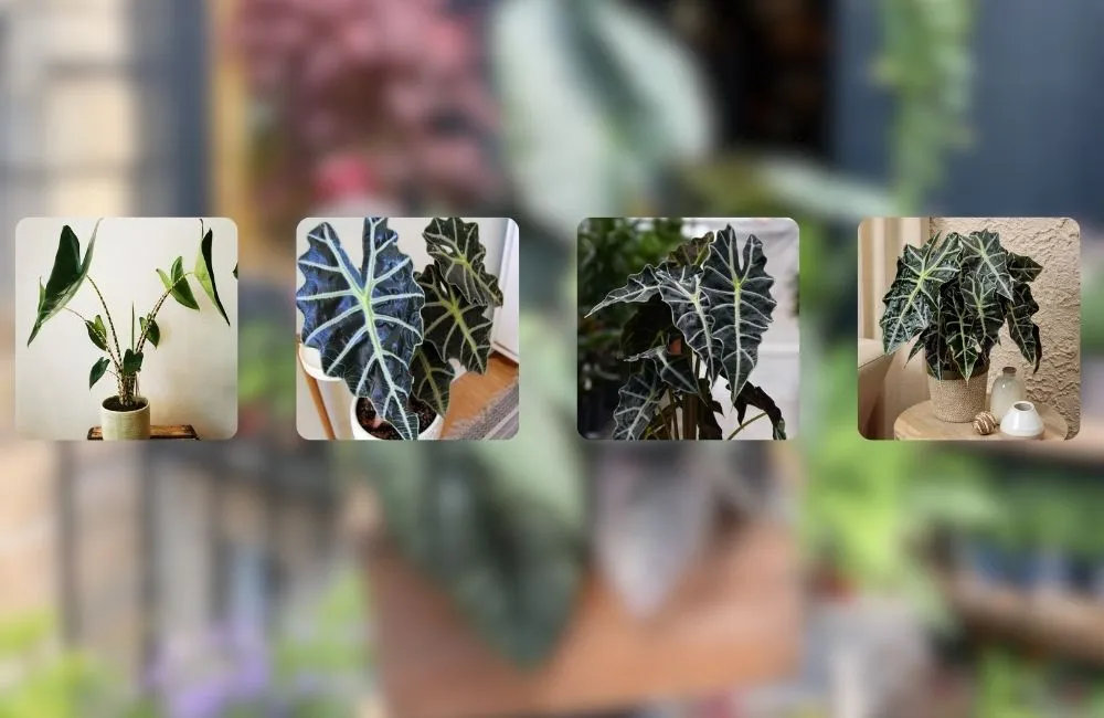 Các bệnh thường gặp trên cây Alocasia cấy mô