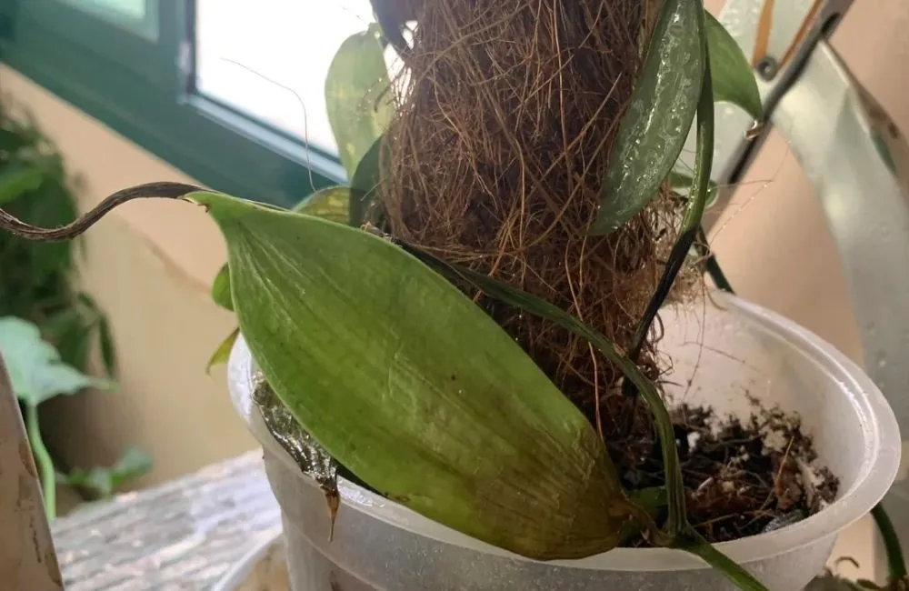 Lá vani đỏ bị màu nhạt 