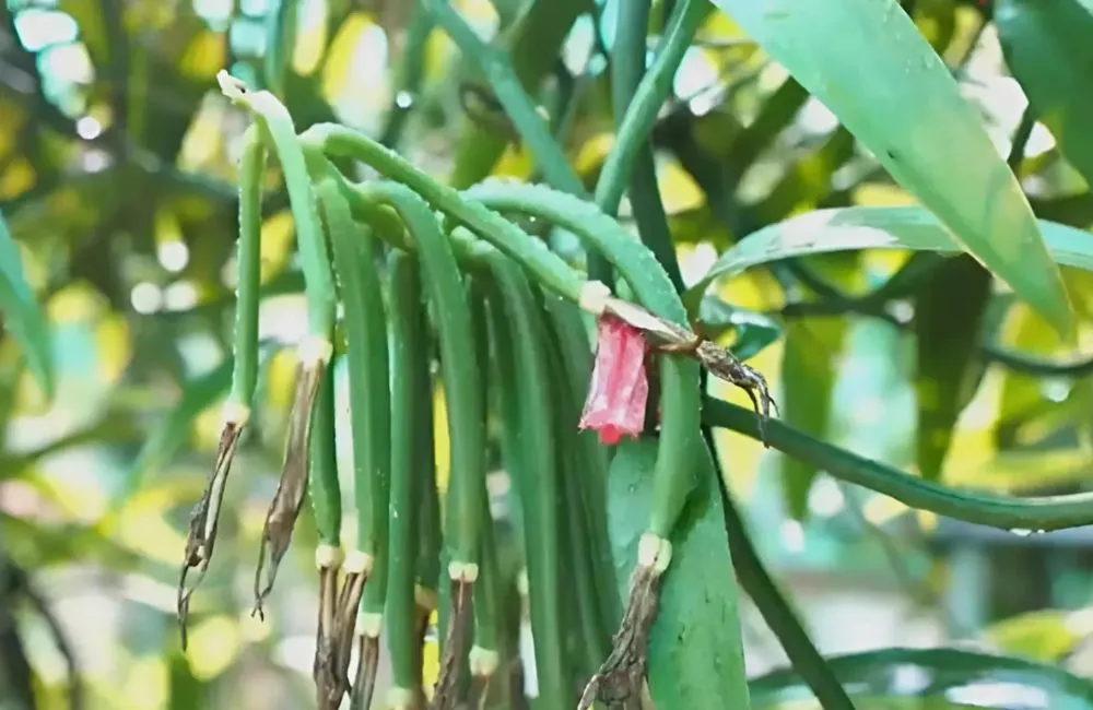 Ảnh của cây vani đỏ cấy mô