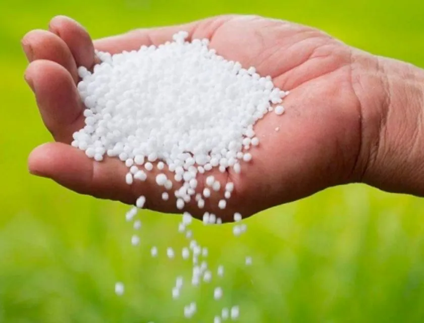 Ảnh hưởng của phân bón đến với khoai lang 