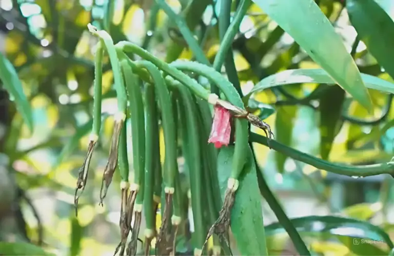 Cây vani đỏ cấy mô mở ra cơ hội lớn cho ngành vani trong nước