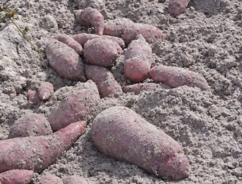 Bảo quản khoai lang bằng cát