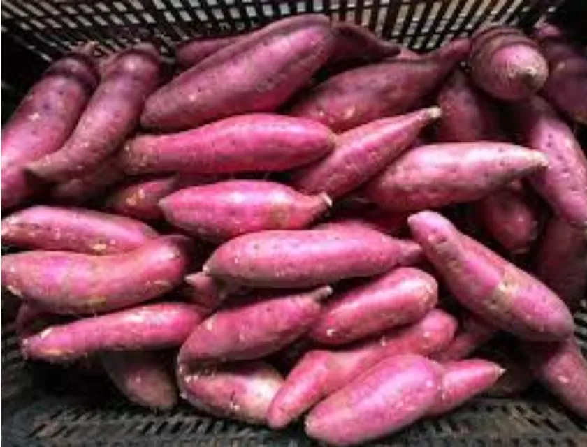 Bảo quản để khoai không mọc mầm