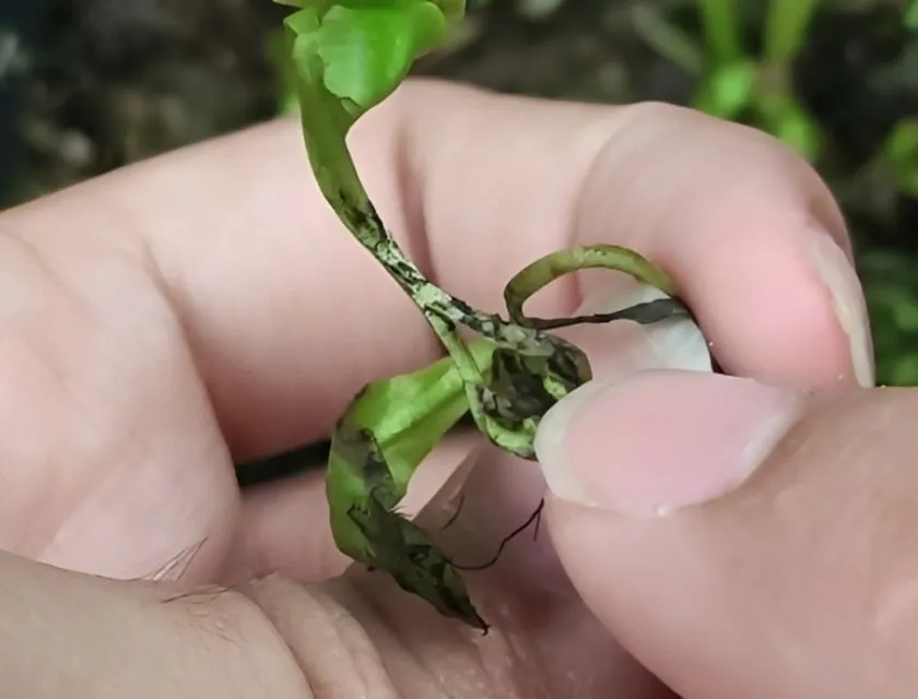 Thối rễ ở cây bẫy kẹp