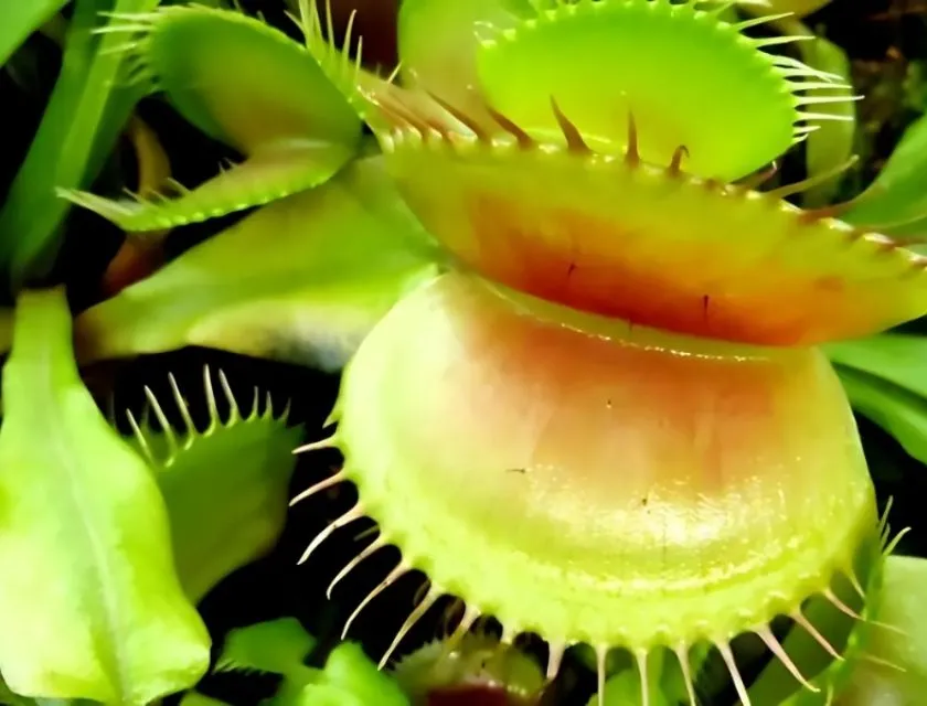 Bệnh cây bẫy kẹp và cách chữa