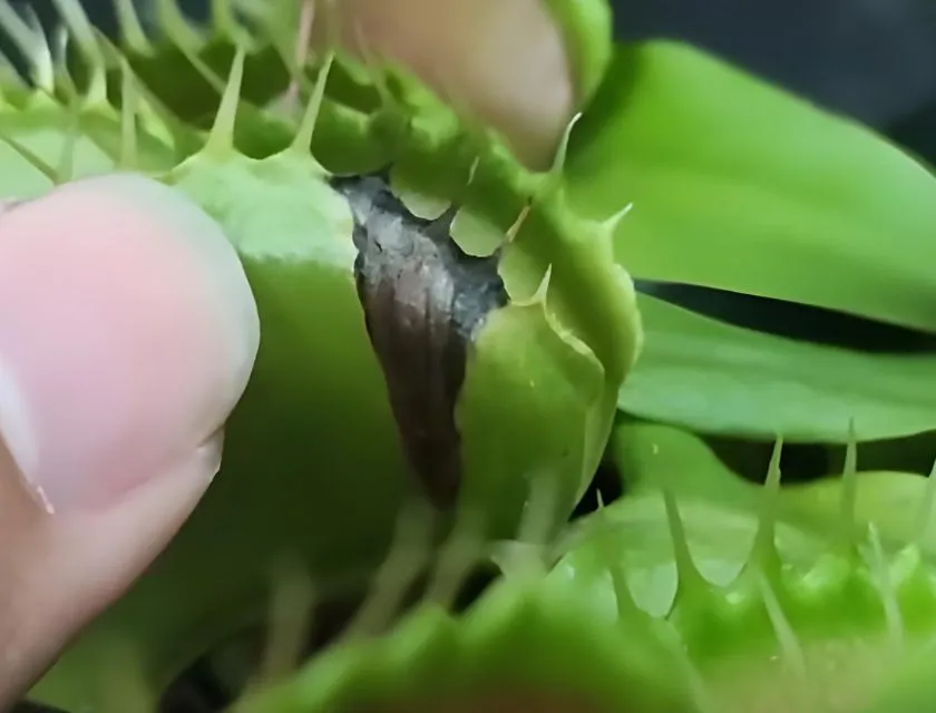 Nhiệt độ quá cao khiến cây bị cháy