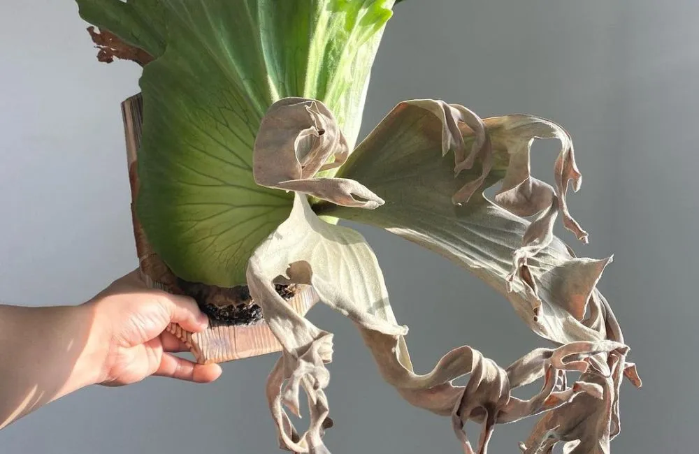 Bệnh thường gặp ở cây ổ rồng cấy mô - bệnh cháy lá