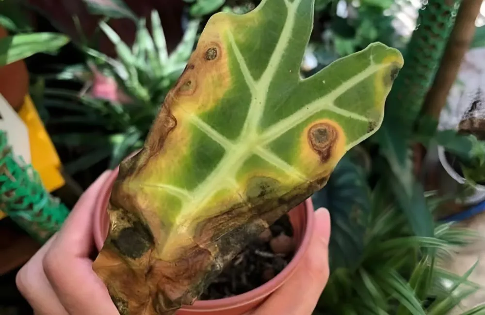 Cây Alocasia bị cháy lá 
