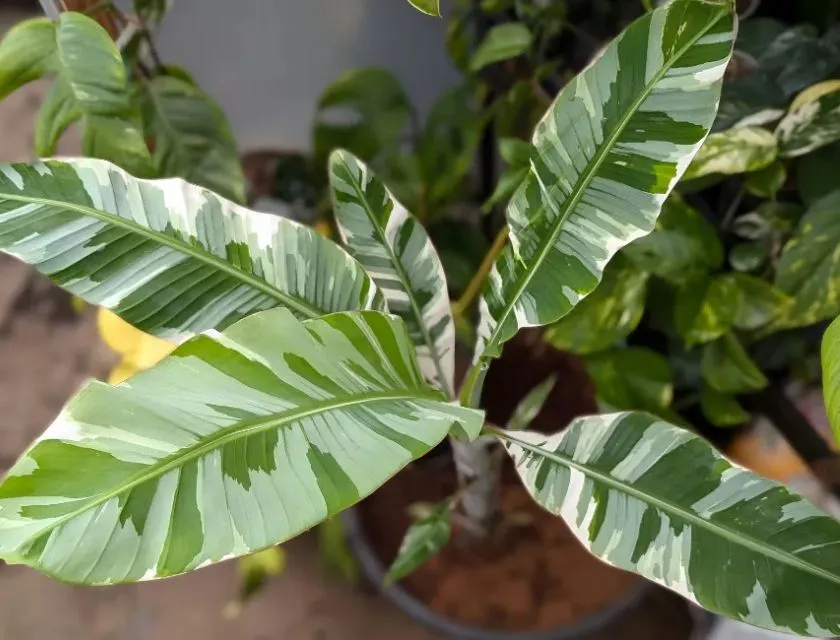 Bệnh chuối var cấy mô và các chăm sóc