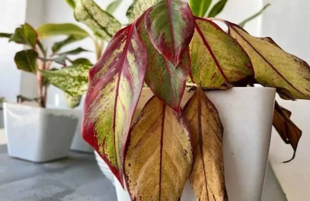 Bệnh vàng lá, bệnh thường gặp ở cây Alocasia