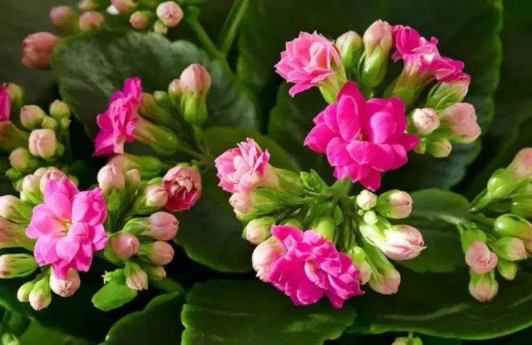 Các loại cây sống đời hồng được ưa chuộng nhất hiện nay