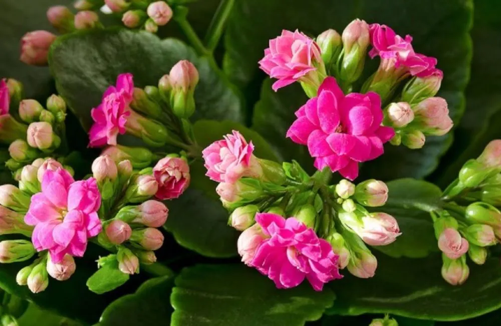 Các loại cây sống đời hồng phổ biến 