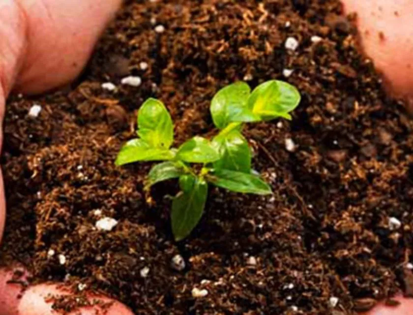 Bón vôi cây chanh dây cấy mô 