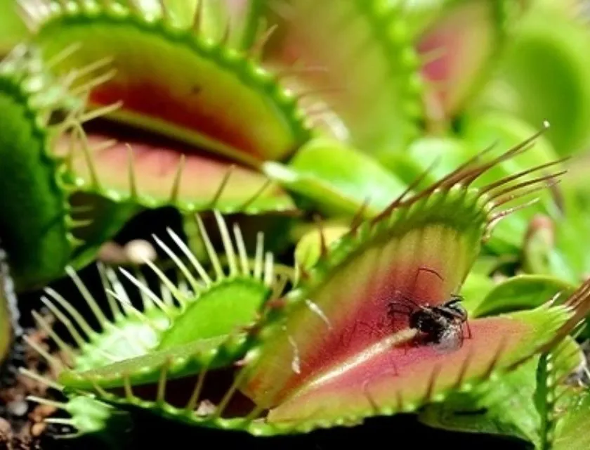 Cây bẫy kẹp ăn quá nhiều