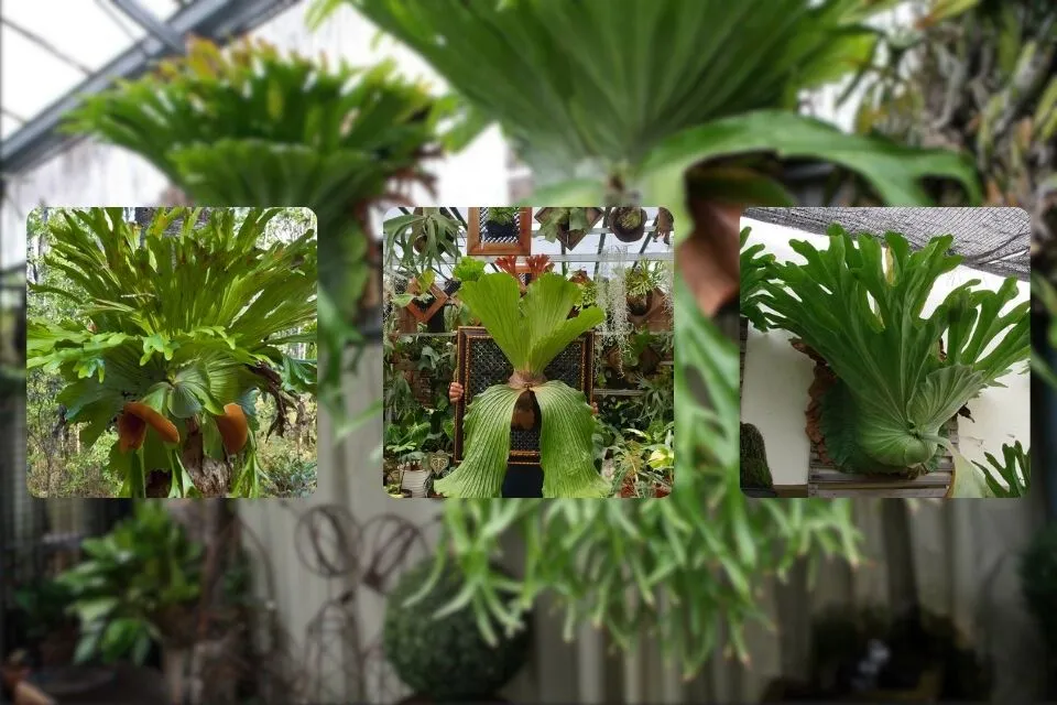 Bệnh thường gặp ở cây ổ rồng cấy mô