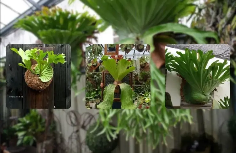 Các bệnh thường gặp ở cây ổ rồng cấy mô và cách phòng trị hiệu quả