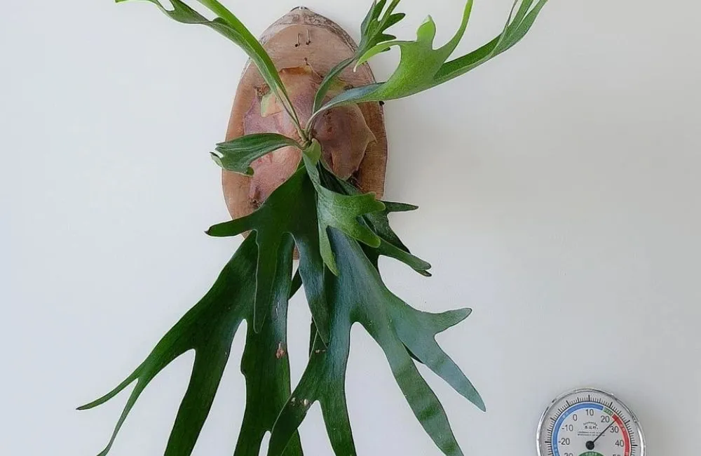 Cây ổ trồng xanh tốt nhờ trồng trên bảng sạch.