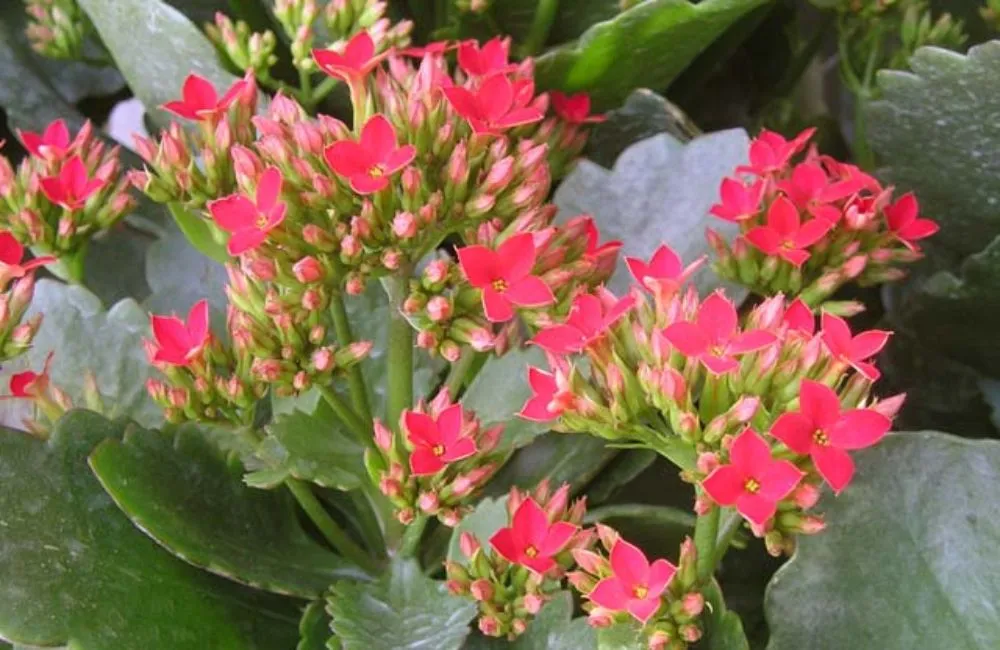 Hình ảnh cây sống đời ta 