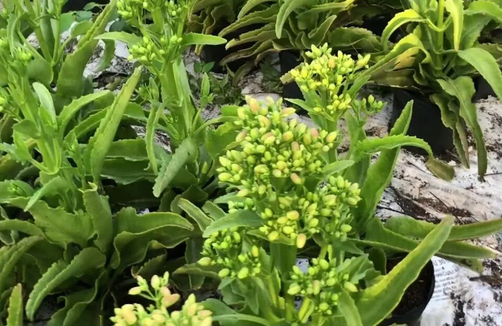 Hình ảnh cây sống đời lá dài