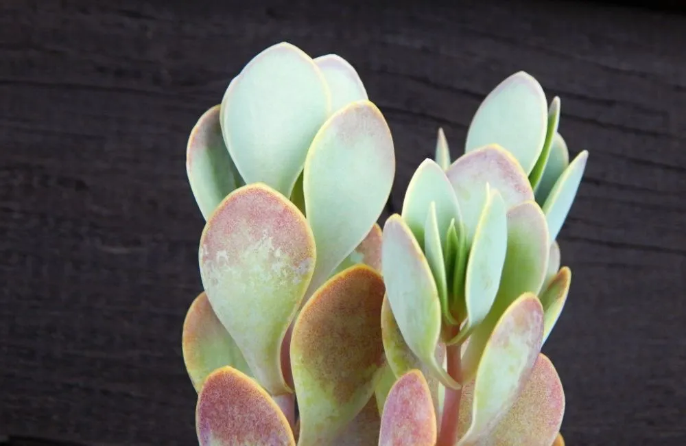 hình ảnh cây sống đời lá tròn.