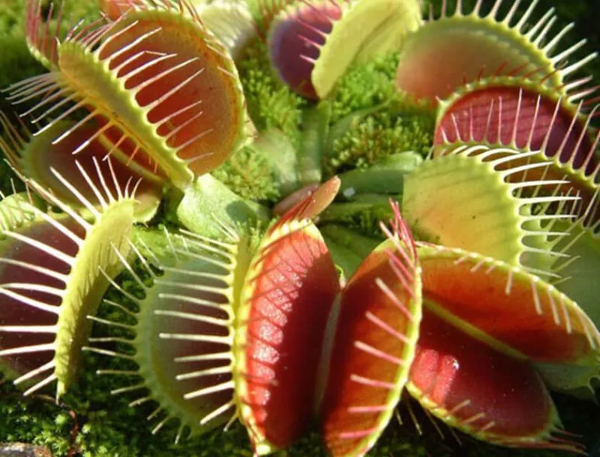 Chăm cây bẫy kẹp khỏe