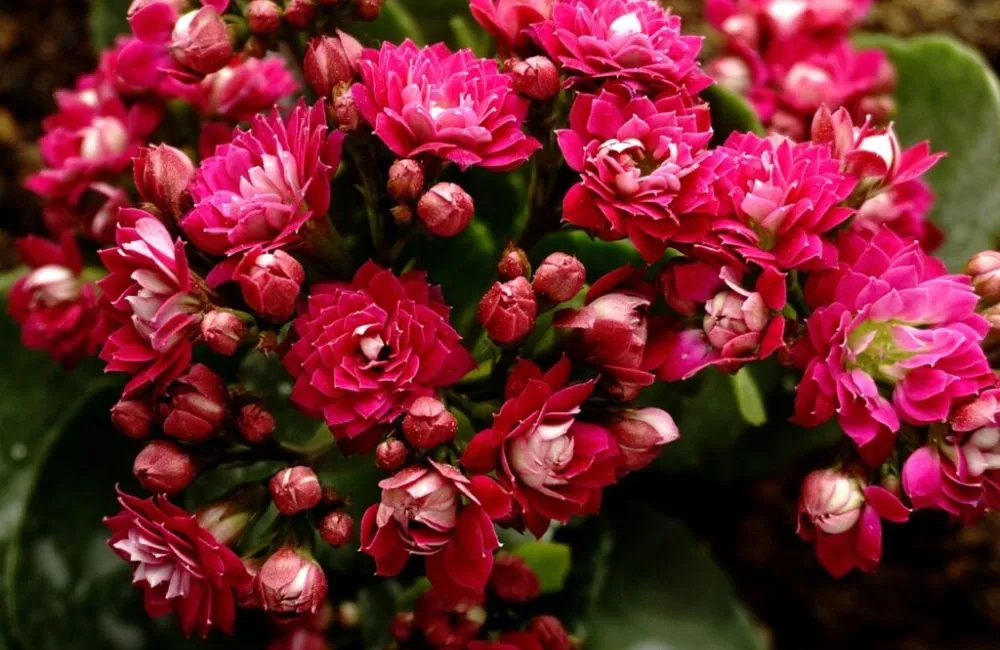 Cánh hoa sống đời kép 