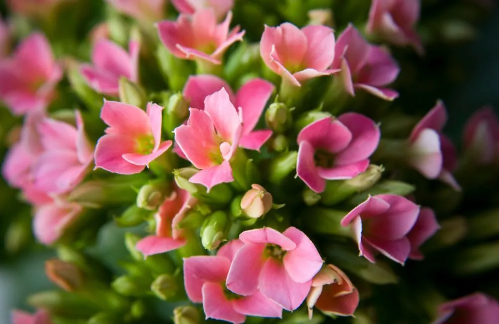 Hoa sống đời hồng kép mọc.