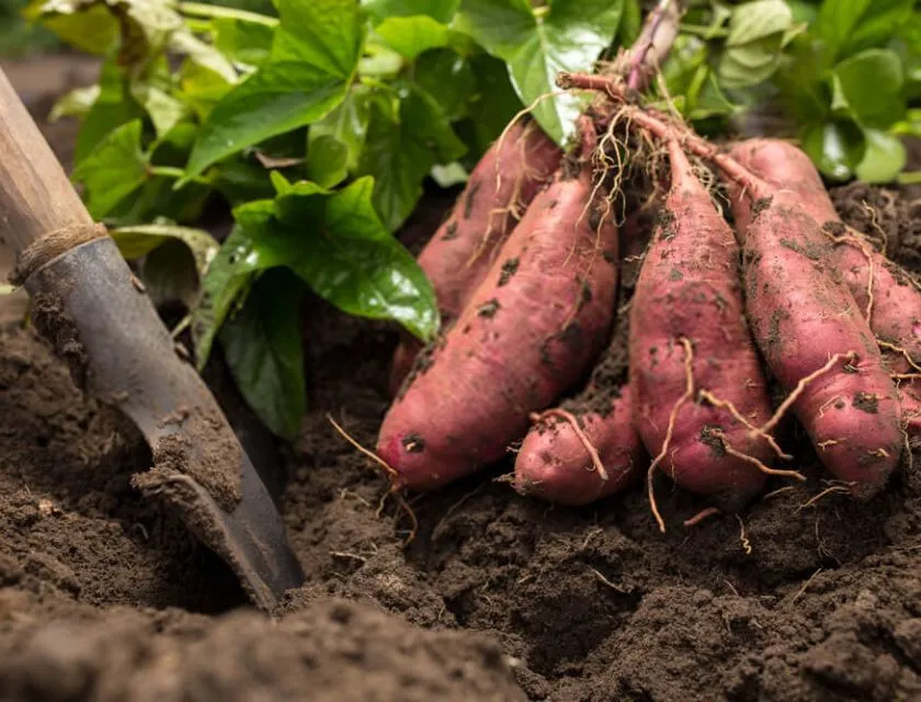 Đào khoai lang Nhật