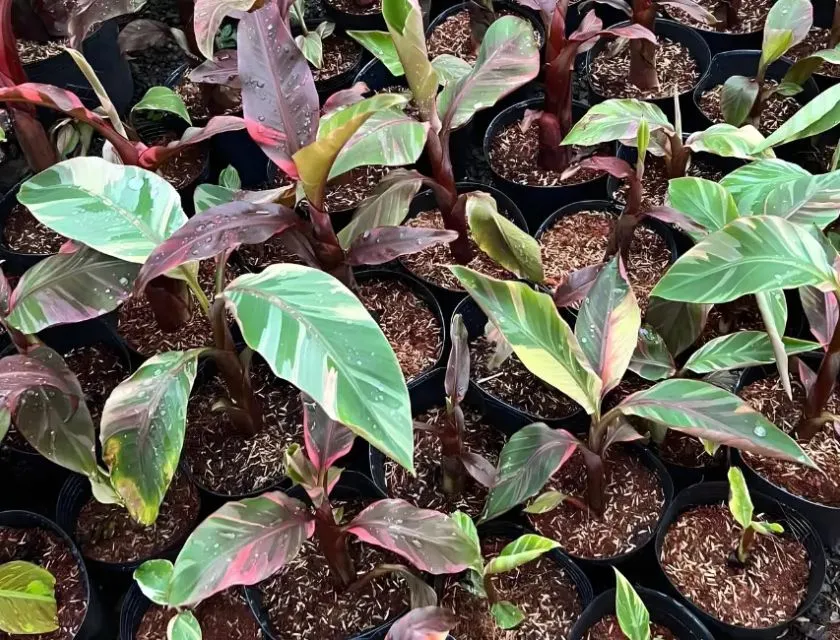 Giá thể phù hợp cho cây chuối var cấy mô 