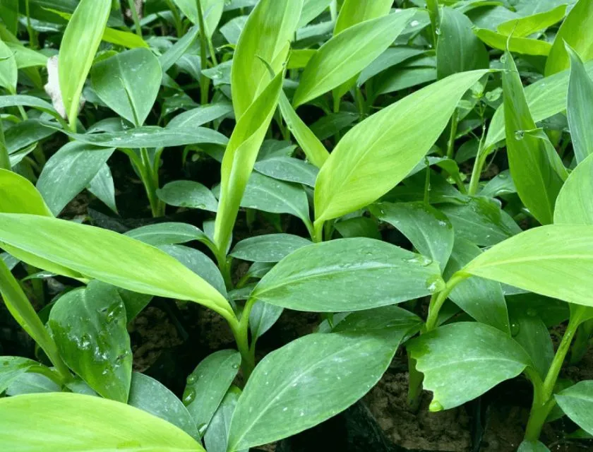 Phun sương cây chuối var