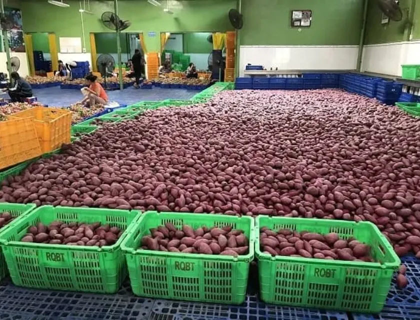 Kho bảo quản khoai lang Nhật