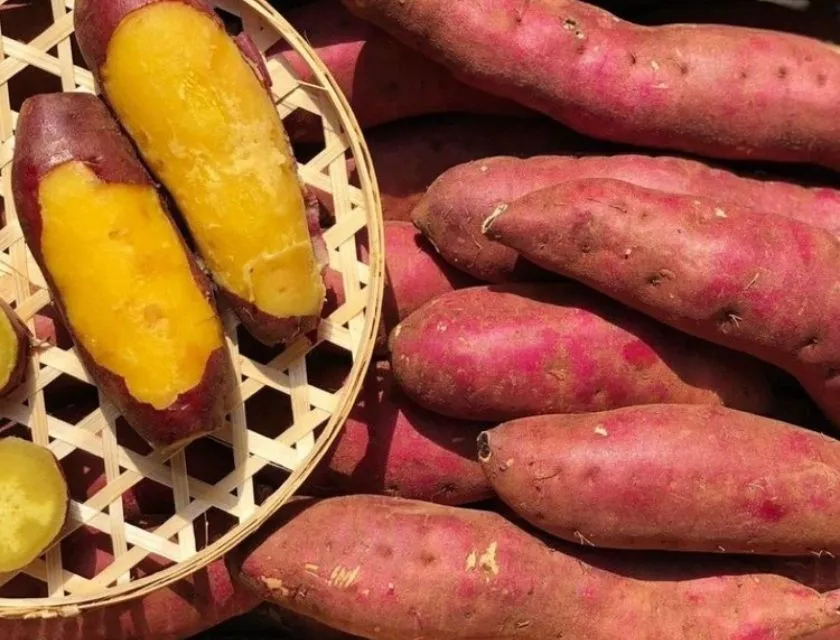 Cách nhận biết khoai lang Nhật có độ bột cao