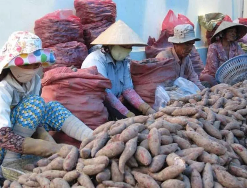 Không phân loại khoai 