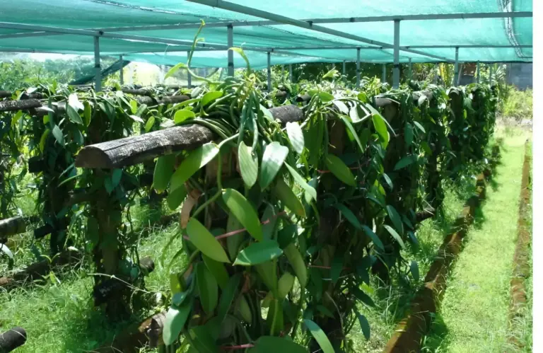 Kỹ thuật trồng vani đỏ cấy mô từ A đến Z cho người mới