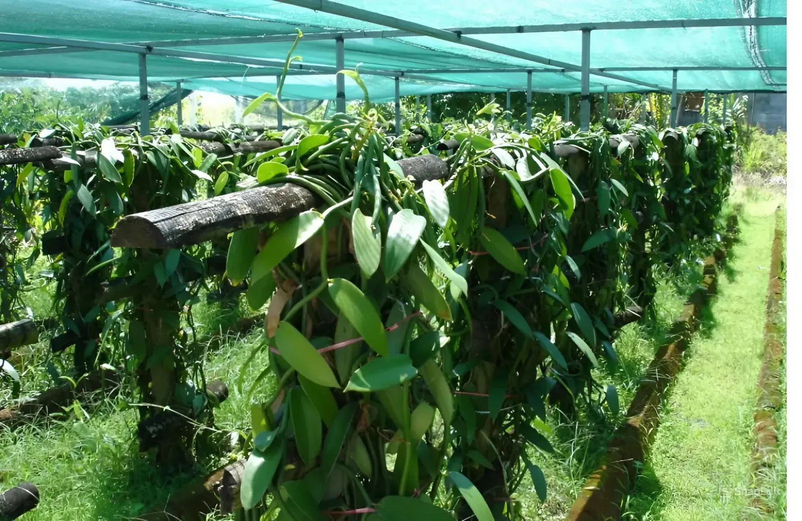 Mô hình áp dụng kỹ thuật trồng vani đỏ trên trụ gỗ dưới lưới che