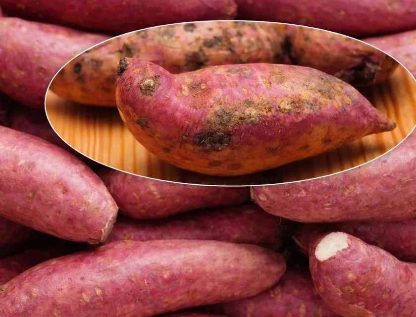 Nấm bệnh trên khoai lang Nhật 