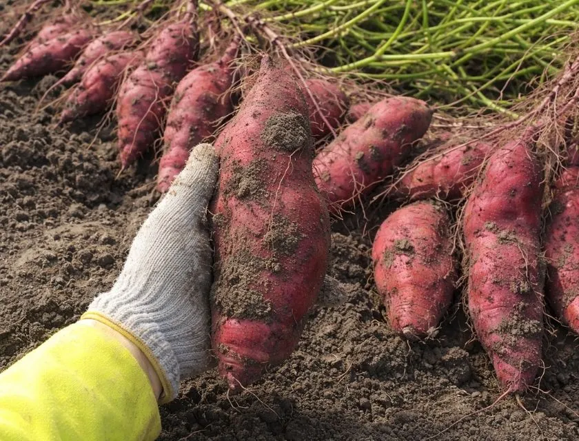 Nhổ khoai lang Nhật