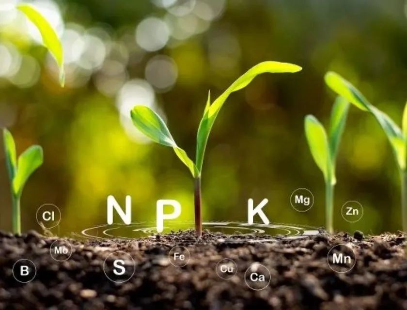 Phân bón NPK cho cây chuối var