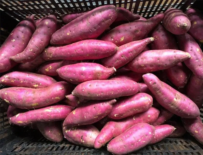 Phân loại khoai lang Nhật