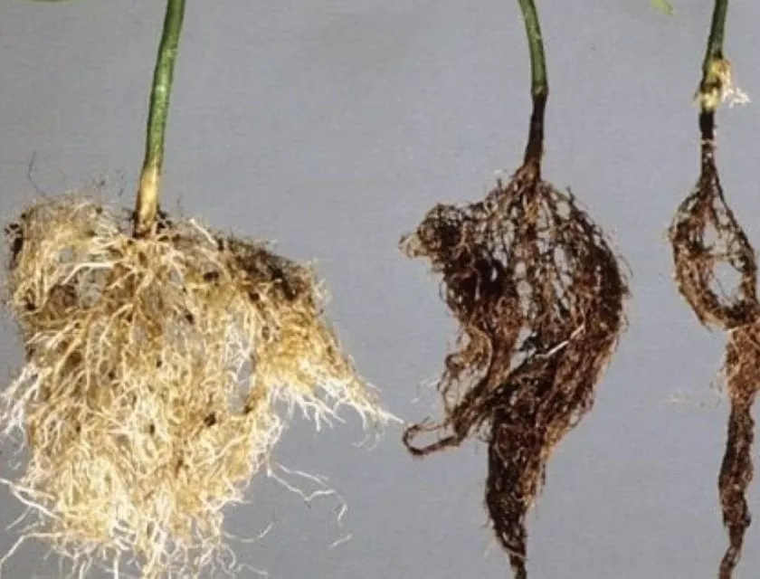  Rễ chanh dây bị úng nước 