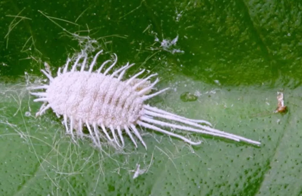 Bệnh thường gặp ở cây ổ rồng cấy mô- rệp sáp, nấm bệnh